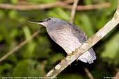 Zigzag Heron, Cristalino River, Mato Grosso, Brazil, December 2006 - click for larger image