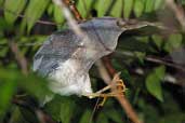 Zigzag  Heron, Cristalino River, Mato Grosso, Brazil, April 2003 - click for larger image