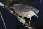 Zigzag  Heron, Cristalino River, Mato Grosso, Brazil, April 2003 - click for larger image