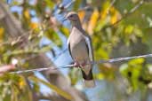 White-winged Dove, Najasa, Cuba, February 2005 - click for larger image