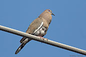 White-winged Dove, Antigua, Guatemala, March 2015 - click for larger image
