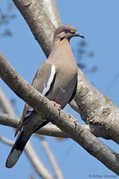 White-winged Dove, Antigua, Guatemala, March 2015 - click for larger image