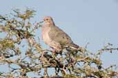 Eared Dove, Barra do Quaraí, Rio Grande do Sul, Brazil, August 2004 - click for larger image