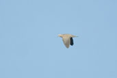 Eared Dove, Barra do Quaraí, Rio Grande do Sul, Brazil, August 2004 - click for larger image