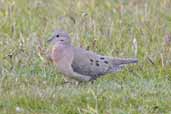 Eared Dove, Torres del Paine, Chile, December 2005 - click for larger image