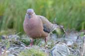 Eared Dove, Torres del Paine, Chile, December 2005 - click for larger image