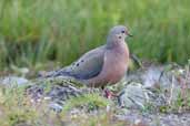 Eared Dove, Torres del Paine, Chile, December 2005 - click for larger image