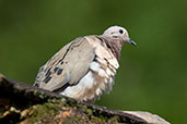 Eared Dove, Tarapoto, San Martin, Peru, September 2018 - click for larger image