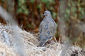 Eared Dove, Antisana Ecological Reserve, Ecuador, November 2019 - click for larger image