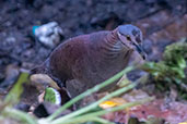 White-throated Quail-dove, Bellavista Cloud Forest Reserve, Ecuador, November 2019 - click for larger image