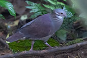 White-throated Quail-dove, Wildsumaco Lodge, Ecuador, November 2019 - click for larger image