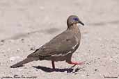 Pacific Dove, Toconao, Chile, January 2007 - click for larger image