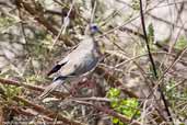 Pacific Dove, Azapa Valley, Chile, February 2007 - click for larger image