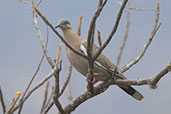 Pacific Dove, Chappari, Lambayeque, Peru, October 2018 - click for larger image