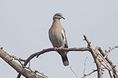 Pacific Dove, Bosque de Pomac, Lambayeque, Peru, October 2018 - click for larger image