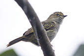 Choco Tyrannulet, Rio Silanche, Ecuador, November 2019 - click for larger image