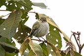 Choco Tyrannulet, Setimo Paraiso, Ecuador, November 2019 - click for larger image