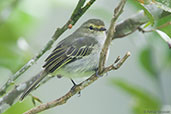 Golden-faced Tyrannulet, Montezuma, Tatama, Risaralda, Colombia, April 2012 - click for larger image