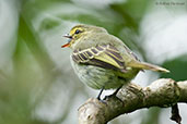 Golden-faced Tyrannulet, Otun-Quimbaya, Risaralda, Colombia, April 2012 - click for larger image