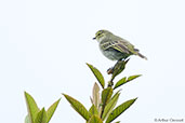 Golden-faced Tyrannulet, Otun-Quimbaya, Risaralda, Colombia, April 2012 - click for larger image