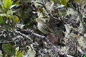 Golden-faced Tyrannulet, Abra Patricia, Amazonas, Peru, October 2018 - click for larger image