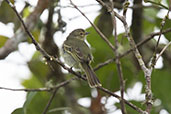 Golden-faced Tyrannulet, near Papallacta, Ecuador, November 2019 - click for larger image