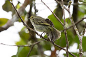 Golden-faced Tyrannulet, near Papallacta, Ecuador, November 2019 - click for larger image