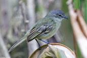 Slender-footed Tyrannulet, Serra de Baturité, Ceará, Brazil, October 2008 - click for larger image