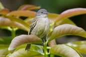 Slender-footed Tyrannulet, Serra de Baturité, Ceará, Brazil, October 2008 - click for larger image