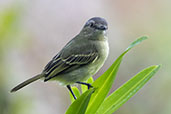 Slender-footed Tyrannulet, Sani Lodge, Ecuador, November 2019 - click for larger image