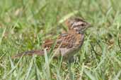 Rufous-collared  Sparrow, Carajás, Pará, Brazil, October 2005 - click for larger image