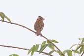 Rufous-collared  Sparrow, Carajás, Pará, Brazil, October 2005 - click for larger image