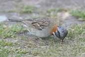 Rufous-collared  Sparrow, Torres del Paine, Chile, December 2005 - click for larger image