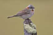 Rufous-collared  Sparrow, Torres del Paine, Chile, December 2005 - click for larger image