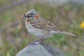 Rufous-collared  Sparrow, Torres del Paine, Chile, December 2005 - click for larger image