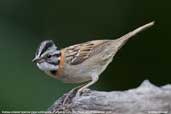 Rufous-collared  Sparrow, Parque do Zizo, São Paulo, Brazil, November 2006 - click for larger image