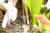 Rufous-collared  Sparrow - nest and eggs, Parque do Zizo, São Paulo, Brazil, November 2006 - click for larger image