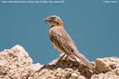 Rufous-collared  Sparrow, Cajon del Maipo, Chile, January 2007 - click for larger image