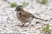 Rufous-collared  Sparrow, Cachagua, Chile, January 2007 - click for larger image