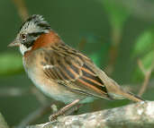 Rufous-collared  Sparrow, Canastra, Minas Gerais, Brazil, April 2001 - click for larger image