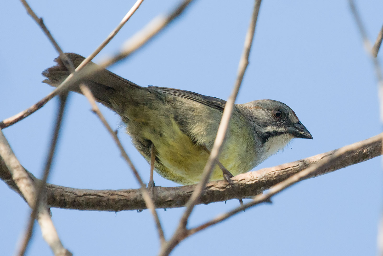 zapata sparrow