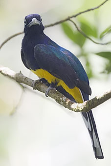 White-tailed Trogon