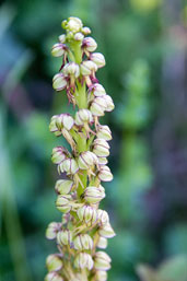 Man Orchid, Wattisham, Suffolk, England, June 2008 - click for larger image