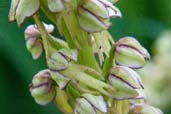 Man Orchid, Wattisham, Suffolk, England, June 2008 - click for larger image