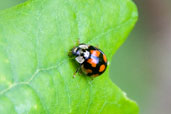 10-spot Ladybird, Monks Eleigh Garden, Suffolk, England, June 2010 - click for larger image