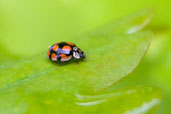 10-spot Ladybird, Monks Eleigh Garden, Suffolk, England, June 2010 - click for larger image