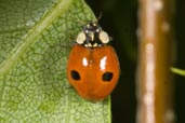 2-spot Ladybird, Monks Eleigh Garden, Suffolk, England, May 2008 - click for larger image