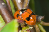 2-spot Ladybird, Monks Eleigh Garden, Suffolk, England, May 2008 - click for larger image