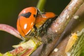 2-spot Ladybird, Monks Eleigh Garden, Suffolk, England, May 2008 - click for larger image