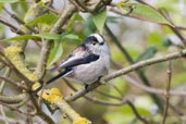 Long-tailed Tit, Monks Eleigh, Suffolk, England, October 2007